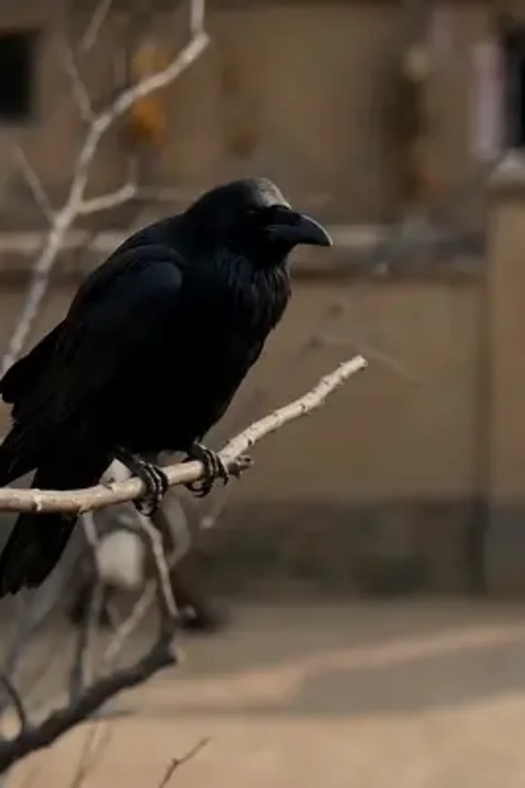 ملصق مسلسل «الولوج مرة أخرى في زمن المجاعة بنظام إنتاج الحبوب»